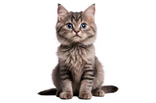 european shorthair,silver tabby,cat on a blue background,siberian cat,cat vector,british shorthair,blue eyes cat,breed cat,jayfeather,cat with blue eyes,british longhair cat,tabby kitten,tabby cat,bengal cat,cat image,maincoon,cartoon cat,transparent background,portrait background,cute cat,Art,Artistic Painting,Artistic Painting 29