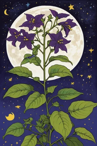 Create a poem about the enchanting beauty of a nightshade plant blooming under a moonlit sky.,nightshade plant,jasmine-flowered nightshade,moonflower,beach moonflower,purple moon,deadly nightshade,sol