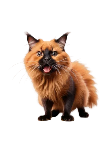 german spitz mittel,pomeranian,german spitz,german spitz klein,cat vector,eurasier,british longhair cat,indian spitz,schipperke,pekingese,breed cat,tibetan spaniel,chow-chow,cartoon cat,american bobtail,norwich terrier,kurilian bobtail,cat image,swift fox,british semi-longhair,Illustration,Abstract Fantasy,Abstract Fantasy 17