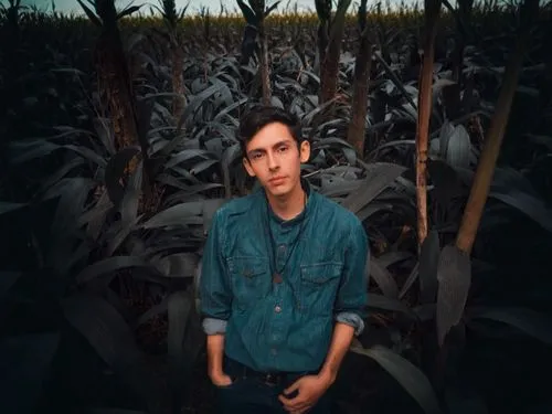 background,corn field,cornfield,corn stalks,bed in the cornfield,grain field panorama,grain field,forage corn,cropland,straw field,field of cereals,pineapple field,maize,corn harvest,corn,farmer,winte