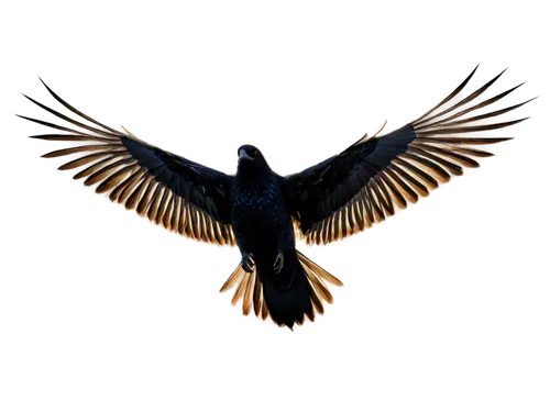 eagle silhouette,bird in flight,magpie,night bird,eagle vector,bird wing,rapace,3d crow,bird png,microraptor,bird flying,eagle illustration,nightbird,aguila,nocturnal bird,birds of prey-night,alpine chough,uniphoenix,soar,bird fly,Art,Classical Oil Painting,Classical Oil Painting 17