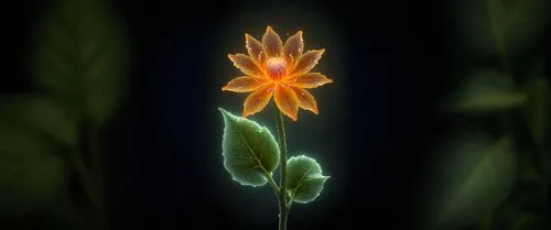 orange lily,pond lily,pond flower,starflower,ornithogalum,ornithogalum umbellatum,grass lily,garden star of bethlehem,flame lily,star flower,flame flower,torch lily,fire poker flower,magic star flower,lily flower,orange flower,elven flower,flower in sunset,flower of water-lily,tiger lily