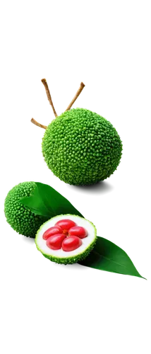 cactus digital background,cucurbitaceae,seedpod,kiwifruit,watermelon background,avacado,palta,chloropaschia,aaa,green kiwi,watermelon wallpaper,avocado,pea,acorn,muskmelon,guava,aaaa,malvaceae,podded,microflora,Photography,Documentary Photography,Documentary Photography 14