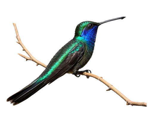 bird hummingbird,an ornamental bird,rofous hummingbird,sunbird,calliope hummingbird,broadbill,annas hummingbird,humming bird,ornamental bird,bird png,colibri,chryssides,southern double-collared sunbird,allens hummingbird,anna's hummingbird,bee hummingbird,pajaro,ruby-throated hummingbird,night bird,olive-back sunbird,Conceptual Art,Fantasy,Fantasy 13