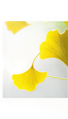 Ginkgo biloba leaves, bright yellow color, delicate fan-shaped, serrated edges, veins visible, soft sunlight filtering through, morning dew, shallow depth of field, warm color tone, cinematic lighting