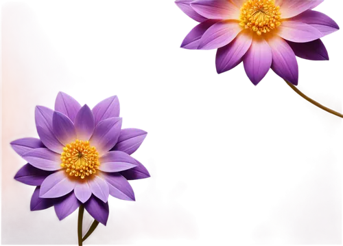 purple chrysanthemum,purple daisy,african daisy,violet chrysanthemum,flower background,anemone purple floral,flower wallpaper,flowers png,south african daisy,chrysanthemum background,purple flowers,purple dahlias,purple flower,senetti,barberton daisies,violet flowers,pink daisies,african daisies,anemones,paper flower background,Illustration,Vector,Vector 05