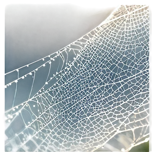 morning dew in the cobweb,cobweb,tangle-web spider,spider silk,spider web,spiderweb,spider's web,leaf veins,skeleton leaf,cobwebs,leaf structure,spider net,web,acorn leaf orb web spider,heracleum (plant),vine tendrils,webs,spider network,webbing,mood cobwebs,Illustration,Japanese style,Japanese Style 14