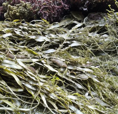 eelgrass,seaweed,macroalgae,seagrasses,seagrass,kelp,intertidal,sargassum,watermilfoil,fucus,macrophytes,sea salad,seagraves,beach grass,seabed,posidonia,rockpool,glasswort,pondweed,kelp gulls in love