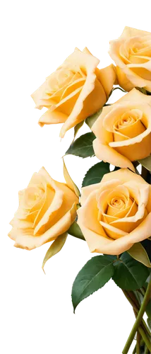 yellow rose background,gold yellow rose,yellow roses,yellow rose,yellow orange rose,rose png,flowers png,flower wallpaper,gold medal rose,flower background,flower rose,romantic rose,bicolored rose,for you,rose flower,rose roses,scented rose,orange rose,rosas,yellow sun rose,Conceptual Art,Daily,Daily 05