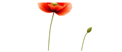 tulip background,flowers png,tulipa,two tulips,red poppy,flower background,tulip,tulipe,red tulips,klatschmohn,tulip flowers,tulip blossom,red flower,papaver,flower wallpaper,tulips,poppy flower,orange poppy,poppy plant,floral poppy,Art,Classical Oil Painting,Classical Oil Painting 33