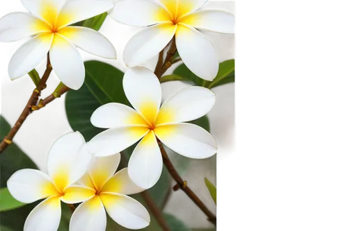 white plumeria,wood daisy background,white jasmine,plumeria,flower jasmine,flowers png,flower background,frangipani,sand jasmine,jasminum,linanthus,flower wallpaper,white daisies,night-blooming jasmine,white flower,jasmine flower,chrysanthemum background,white flowers,white flower cherry,summer jasmine,Illustration,Retro,Retro 05