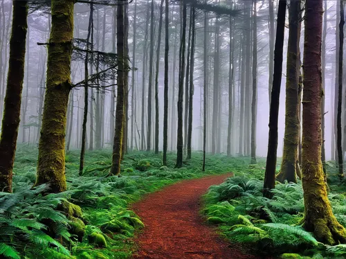 Write a poetic piece about wandering through a misty forest.,germany forest,foggy forest,forest path,tree lined path,enchanted forest,coniferous forest,hiking path,fir forest,fairytale forest,the myst