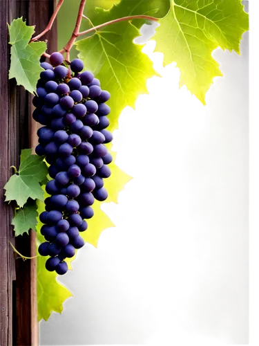 wine grapes,wine grape,purple grapes,winegrape,vineyard grapes,grape vine,blue grapes,sangiovese,table grapes,viniculture,red grapes,grapevines,tannat,grape vines,grapes,vitis,grenache,winegrowers,wood and grapes,grape plantation,Photography,Documentary Photography,Documentary Photography 15