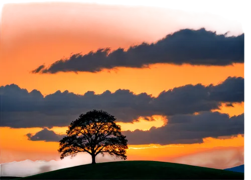 lone tree,isolated tree,tree silhouette,landscape background,lonetree,old tree silhouette,orange sky,nature background,fir tree silhouette,arbre,albero,dusk background,nature landscape,landscape nature,evening sky,tangerine tree,celtic tree,landscape photography,bare tree,small tree,Illustration,Realistic Fantasy,Realistic Fantasy 45