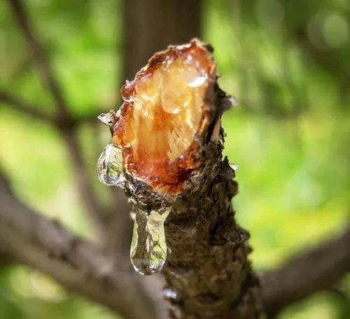 tree stem, tree branch resin dripping off, golden tree resin, tree gum,strawberry tree-bark,stingless,japanese chestnut buds,apple blossom branch,jaggery tree,bud break,currant branch,lilac tree buds,