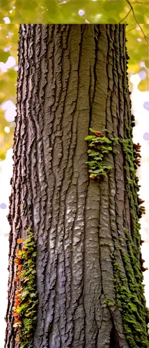 Oak tree, majestic, sturdy trunk, sprawling branches, green leaves, autumn colors, acorns, morning sunlight filtering through leaves, 3/4 composition, shallow depth of field, warm color tone, cinemati