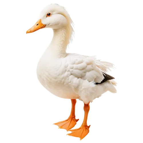 Quacking duck, posing, white feathers, orange beak, webbed feet, shiny eyes, standing on one leg, relaxed posture, soft fluffy body, natural habitat, morning light, 3/4 composition, shallow depth of f