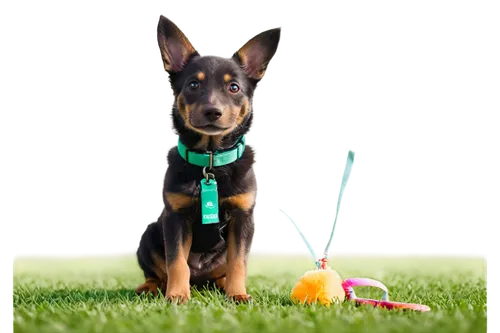 pinscher,dog photography,schutzhund,australian kelpie,doberman,belgian shepherd dog,dobermannt,dog training,dobermans,malinois,german shepherd dog,doberan,rat terrier,german shepherd,black german shepherd,parvovirus,lycos,basenji,brachytherapy,balloon with string,Photography,Documentary Photography,Documentary Photography 19