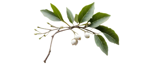 mistletoe berries,cherry laurel,curry leaves,bay leaf,morinda citrifolia,oleaceae,jasminum sambac,olive tree,eucalyptus,lemon myrtle,ylang-ylang,bay-leaf,geraniaceae,xanthorrhoeaceae,syzygium malaccense,jasminum,cape jasmine,bay laurel,hokka tree,allspice,Illustration,Abstract Fantasy,Abstract Fantasy 18