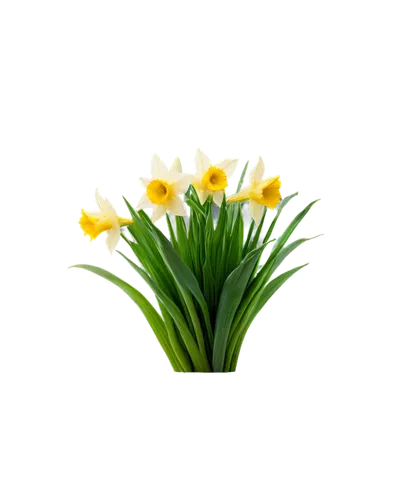 flowers png,spring leaf background,flower background,tulip background,spring background,imbolc,jonquils,easter lilies,daffodils,flower wallpaper,trollius download,filled daffodil,daff,springtime background,floral digital background,novruz,yellow daffodil,flower illustrative,daffyd,daffodil,Art,Classical Oil Painting,Classical Oil Painting 34