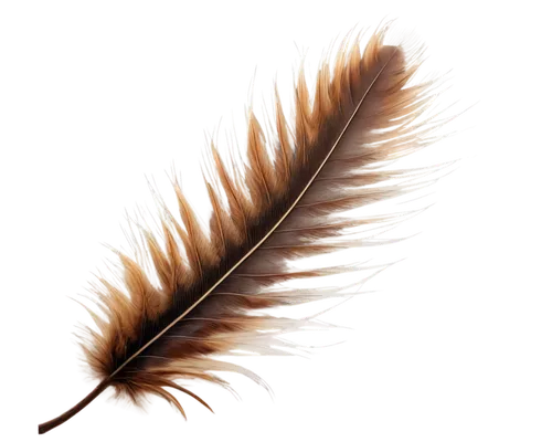 feather,hawk feather,swan feather,bird feather,chicken feather,white feather,feather jewelry,pigeon feather,feather on water,black feather,peacock feather,feather bristle grass,feather pen,plumes,feathers,chestnut leaf,feather headdress,bird wing,plume,featherlite,Photography,Artistic Photography,Artistic Photography 12