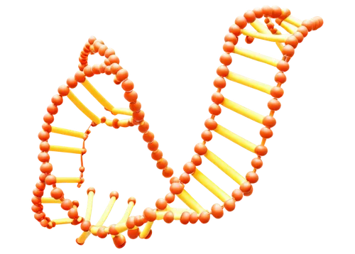 Double helix DNA, molecule, spiral staircase structure, nucleotides, phosphate groups, deoxyribose sugars, nitrogenous bases, adenine, guanine, cytosine, thymine, hydrogen bonds, twisted ladder shape,