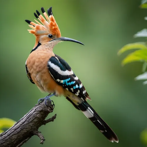 woodpecker bird,flicker woodpecker,woodpecker,alcedo atthis,beautiful bird,hornbill,asian bird,giant kingfisher,stork billed kingfisher,yellowbilled hornbill,yellow-billed hornbill,nature bird,rufous,eurasian jay,piciformes,crane-like bird,charadriiformes,tropical bird climber,wild bird,northern flicker,Photography,General,Natural