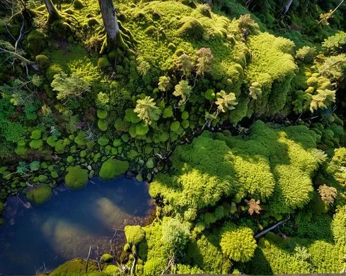 空山不见人，但闻人语响。
返景入深林，复照青苔上。
幽静的山谷里看不见人，只听到人说话的声音。
落日余光映入了深林，又照在幽暗处的青苔上。,forest moss,aquatic plants,tree moss,green trees with water,ferns and horsetails,pond plants,swampy landscape,redwood sorrel,green