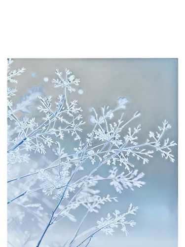 snowflake background,blue snowflake,summer snowflake,heracleum (plant),hoarfrost,winter aster,white snowflake,christmas snowflake banner,winter background,white floral background,silver grass,ice flowers,winter savory,cow parsley,silvery blue,frost,snow flake,apiaceae,frosted glass,panicle,Conceptual Art,Oil color,Oil Color 13