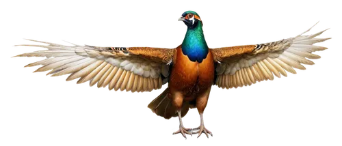 pheasant,ring necked pheasant,male peacock,confuciusornis,peacock,bird png,uniphoenix,mandarin,pavo,eurobird,common pheasant,an ornamental bird,pfau,fairy peacock,reconstruction,ornamental bird,haliaeetus,pheasants,hesperornis,phoenix rooster,Conceptual Art,Fantasy,Fantasy 18