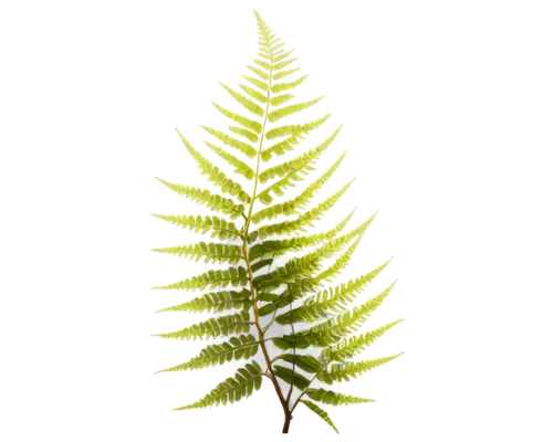 leaf fern,fern plant,polypodium,wakefern,fern leaf,norfolk island pine,fir needles,pteridium,blechnum,fir tree decorations,lycopodium,fir tree,pteris,fir branch,polystichum,spleenwort,frond,bierenbaum,paleobotany,palm tree vector,Art,Classical Oil Painting,Classical Oil Painting 29