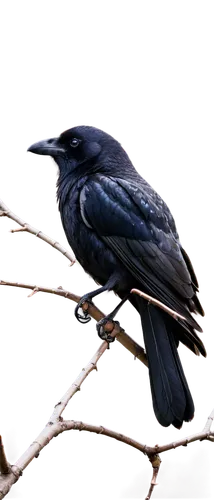 corvidae,american crow,bucorvus leadbeateri,corvus monedula,greater antillean grackle,corvus corone,grackle,crow-like bird,3d crow,corvus frugilegus,crows bird,new caledonian crow,carrion crow,brewer's blackbird,great-tailed grackle,boat tailed grackle,fish crow,corvus corax,common raven,corvus,Art,Artistic Painting,Artistic Painting 01