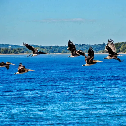 pelicans,migratory birds,birds in flight,geese flying,bird flight,seabirds,sea birds,wild geese,flying sea gulls,brown pelican,formation flight,bald eagles,water birds,bird island,great white pelicans,waterfowls,waterfowl,canada geese,thimble islands,lake taupo