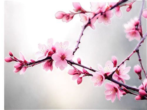 plum blossoms,plum blossom,japanese sakura background,sakura cherry tree,japanese cherry,japanese cherry blossom,the plum flower,pink cherry blossom,apricot blossom,cherry blossom,cherry blossom branch,japanese floral background,cherry branches,japanese cherry blossoms,japanese carnation cherry,cherry blossoms,sakura background,plum tree,spring blossom,cherry tree,Illustration,Black and White,Black and White 27