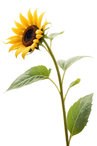 small sun flower,sunflower,stored sunflower,sunflower lace background,sun flower,helianthus,sun flowers,flowers sunflower,helianthus occidentalis,rudbeckia,helianthus sunbelievable,sunflower paper,yellow flower,yellow gerbera,erdsonne flower,helianthus annuus,rudbeckia nidita,sunflowers,rudbeckia fulgida,black-eyed susanne,Photography,Fashion Photography,Fashion Photography 16