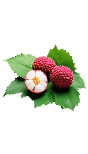 lychees,strawberry flower,chestnut tree with red flowers,fruit blossoms,litchi,raspberry leaf,lychee,flowers png,chestnut blossom,wild berries,myrtus,wolfberries,red-flowering horse chestnut,spring leaf background,strawberry plant,mossflower,strawberry tree,fragaria,raspberry bush,flower background,Unique,3D,Toy