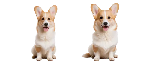 corgis,pembroke welsh corgi,ein,the pembroke welsh corgi,basenji,dingos,corgi,dingoes,dogana,welsh corgi,two dogs,dog frame,inu,transparent background,woofers,nuxhall,alsatians,welschcorgi,collie,dingo,Photography,Documentary Photography,Documentary Photography 04