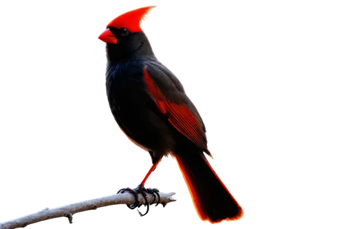 alpine chough,3d crow,malkoha,flame robin,aracama,karasu,night bird,bird png,aplomado falcon,light red macaw,caracaras,red beak,redtail,koel,falconidae,aguila,bushshrike,falco,falconieri,bateleur,Conceptual Art,Graffiti Art,Graffiti Art 10