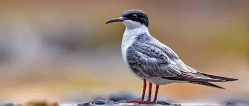 In a futuristic world, portray a cyborg sooty tern on a mission to save its species.,galliformes,whiskered tern,black-headed gull,tern bird,common tern,river tern,black headed gull,rallidae,royal tern