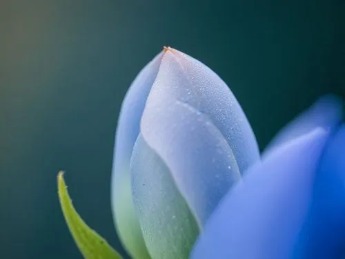 a beautiful light blue flower that's ready to bloom,blue petals,tulip magnolia,flower bud,blue flower,tulp,blu flower