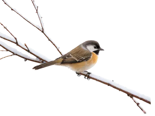 Winter scene, small birds, perched on snow-covered branches, fluffy feathers, tiny beaks, bright black eyes, gentle posture, soft snowflakes falling, morning sunlight, warm color tone, shallow depth o