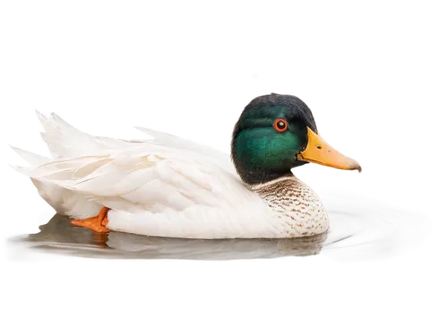 cayuga duck,ornamental duck,brahminy duck,female duck,canard,shelduck,american black duck,duck,bath duck,waterfowl,mallard,gooseander,duck on the water,water fowl,the duck,duck bird,citroen duck,galliformes,seaduck,sporting decoys,Conceptual Art,Oil color,Oil Color 16