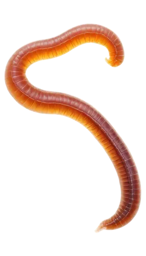 ophiusa,ercp,roundworms,schistosoma,roundworm,noorderleech,elegans,flagellar,sphyrna,slither,wurm,caecilian,flagella,vipera,micropholis,slithered,worm,nematoda,ectoparasite,keelback,Photography,Documentary Photography,Documentary Photography 11