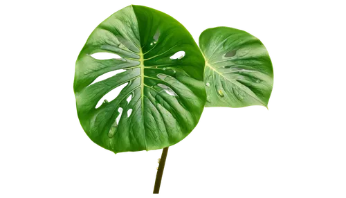 Monstera deliciosa, green leaves, holes in leaves, variegated patterns, stem and nodes, water drops on leaves, morning dew, soft natural light, shallow depth of field, 3/4 composition, warm color tone