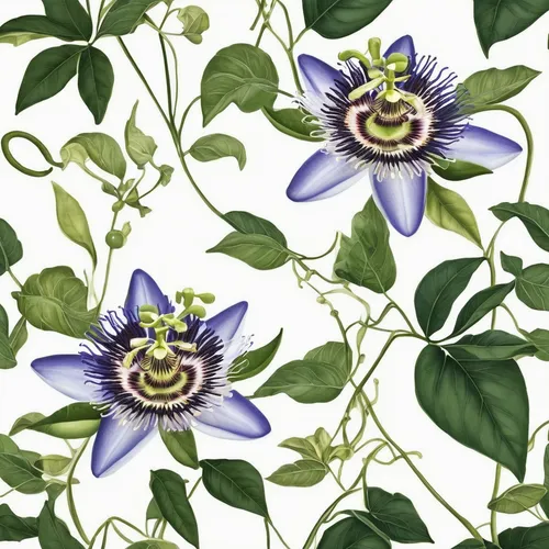 passionflower caerulea,passiflora caerulea,blue passion flower butterflies,passion flower family,purple passionflower,blue passion flower,illustration of the flowers,purple passion flower,passionflower,flowers png,passiflora vitifolia,passion flowers,passiflora edulis,passion flower,passion flower vine,common passion flower,dayflower family,passiflora,flower illustration,clematis,Photography,Black and white photography,Black and White Photography 04