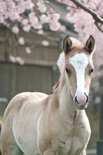 albino horse,suckling foal,foal,iceland foal,australian pony,przewalski's horse,mustang horse,quarterhorse,portrait animal horse,spring unicorn,young horse,dream horse,thoroughbred arabian,kutsch hors