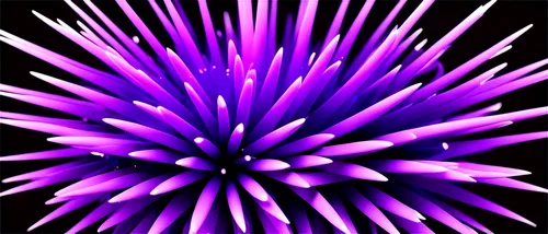 purple chrysanthemum,wavelength,violet chrysanthemum,purple anemone,star anemone,cardoon,purple flower,purple daisy,purpleabstract,crown chakra flower,purple thistle,purple,knapweed,cynara,sea urchin,purple background,purple dahlia,flower purple,crown chakra,cirsium,Unique,Paper Cuts,Paper Cuts 03