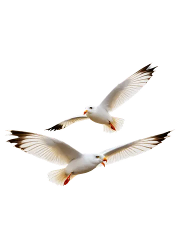 crested terns,silver gulls,black headed gulls,tropicbirds,gulls,royal tern,birds in flight,terns,flying sea gulls,herring gulls,fairy tern,tern flying,cygnes,birds flying,white storks,sea gulls,white pigeons,flying tern,flying birds,tern bird,Illustration,Retro,Retro 14