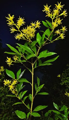 night-blooming cestrum,epidendrum nocturnum,night-blooming jasmine,yellow bladder shrub,late goldenrod,ixora,hypericum patulum,cape honeysuckle,giant goldenrod,silphium perfoliatum,large-flowered st john's wort,geraniaceae,alternanthera,goldenrod,garden loosestrife,rudbeckia nidita,jasminum sambac,rudbeckia nitida,filipendula ulmaria,coral honeysuckle,Illustration,Paper based,Paper Based 15