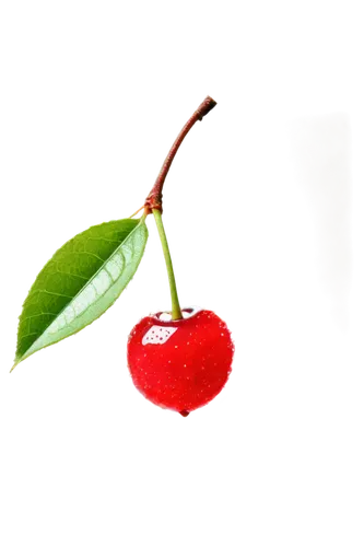 cherries,cherry branch,great cherry,bladder cherry,cherry,cherry twig,wild cherry,accoceberry,sweet cherries,cherry flower,sweet cherry,red fruit,hill cherry,heart cherries,transparent background,ornamental cherry,sour cherries,berry fruit,cranberry,cherry plum,Illustration,Realistic Fantasy,Realistic Fantasy 04